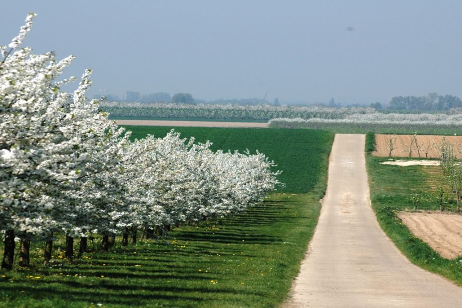 cycling in the Haspengouw