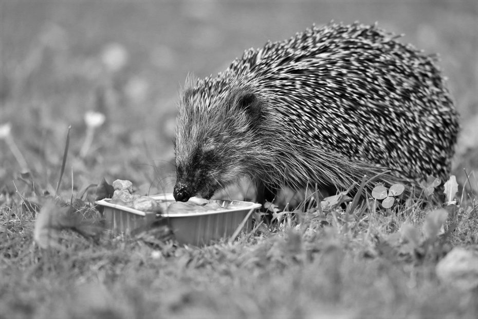 A feeding hedgehog