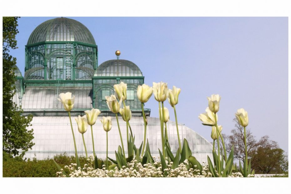 Explore Belgium's floral heritage