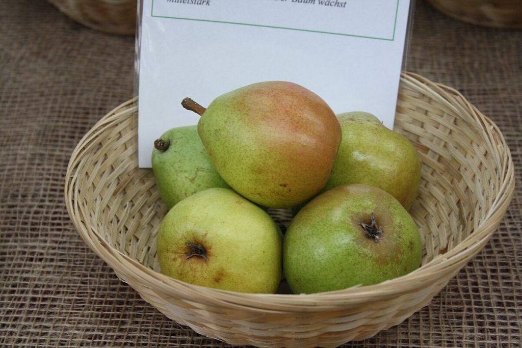 Beurré d'Anjou pear