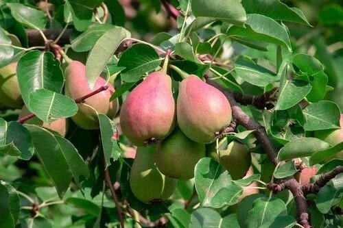 Flemish Beauty growing in the USA