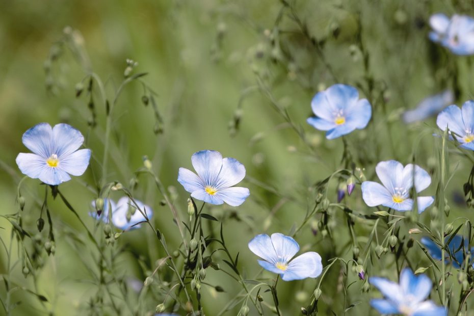 The Story of Flax: Ten thousand years of Fields and fibre